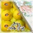 [선물세트] 제주 황금향 3kg / 5kg