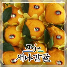 [선물세트] 제주 한라봉 2.5kg / 4.5kg